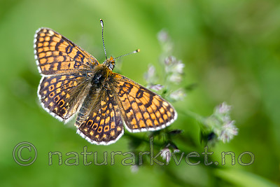 BB 13 0527 / Melitaea cinxia / Prikkrutevinge